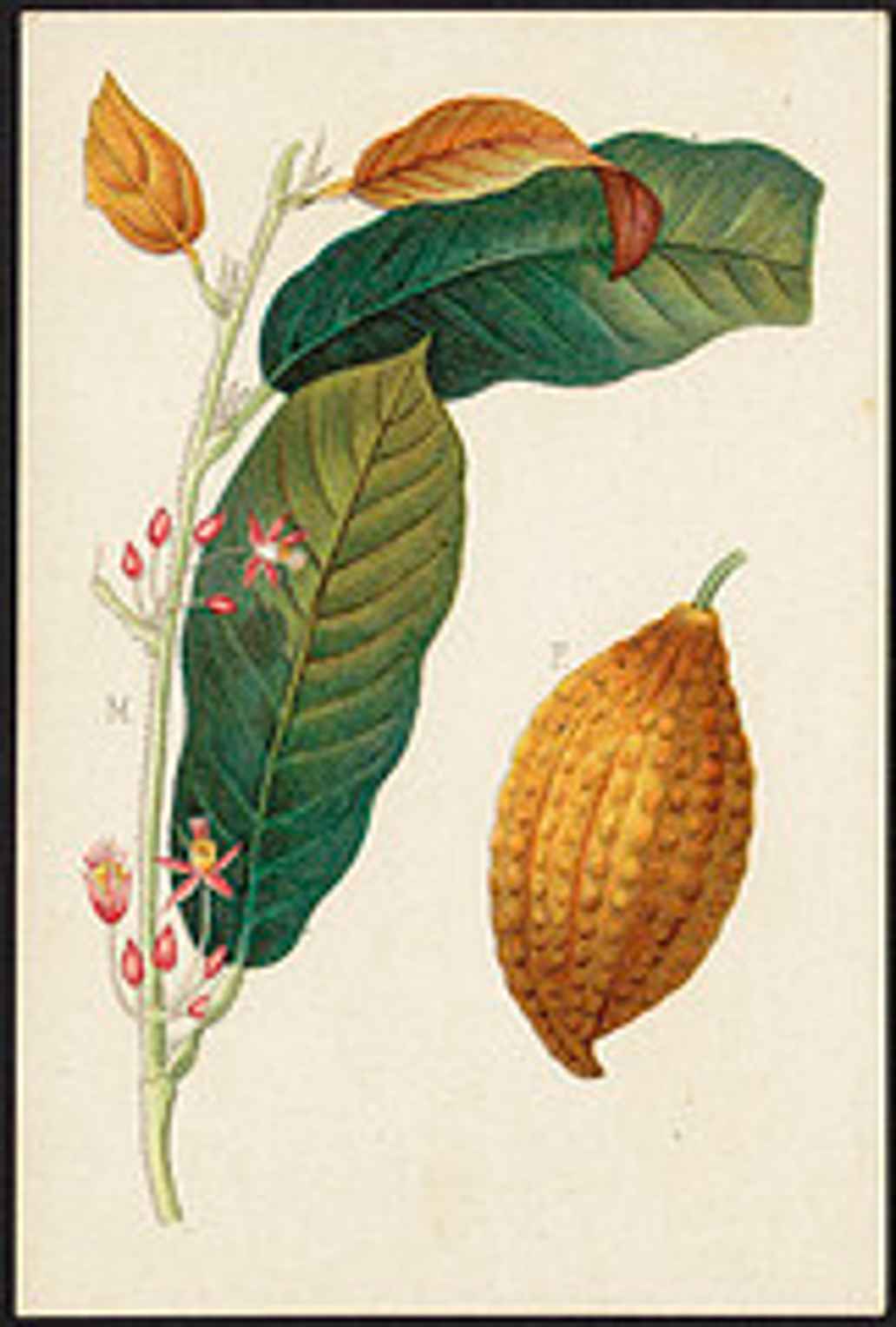 Cacao